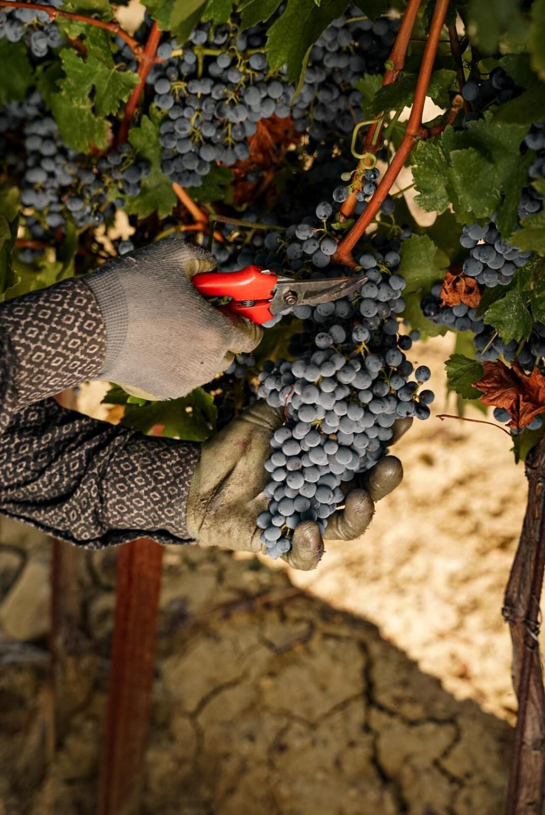 Wine Residence Cattunar Brtonigla Kültér fotó