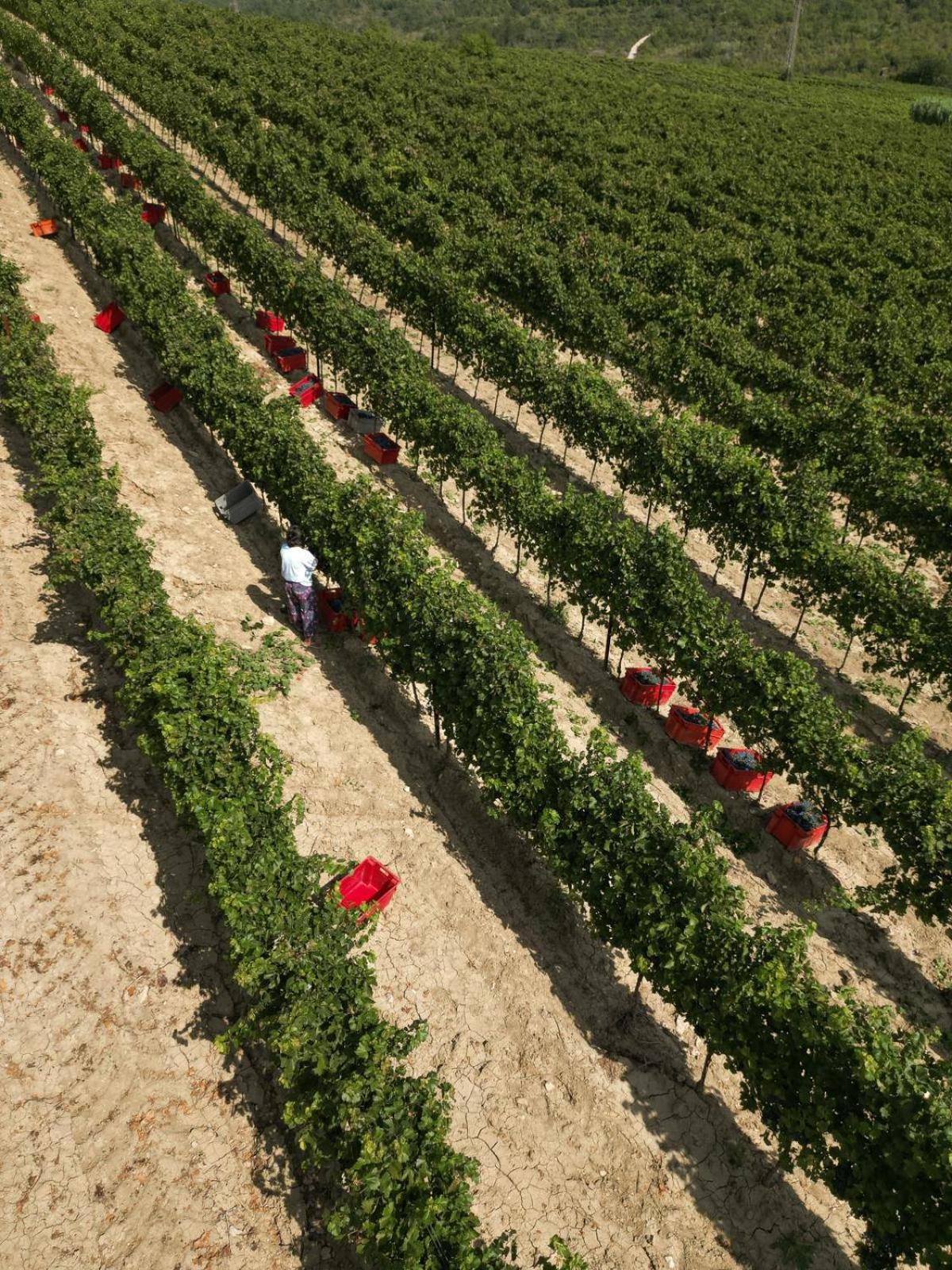 Wine Residence Cattunar Brtonigla Kültér fotó
