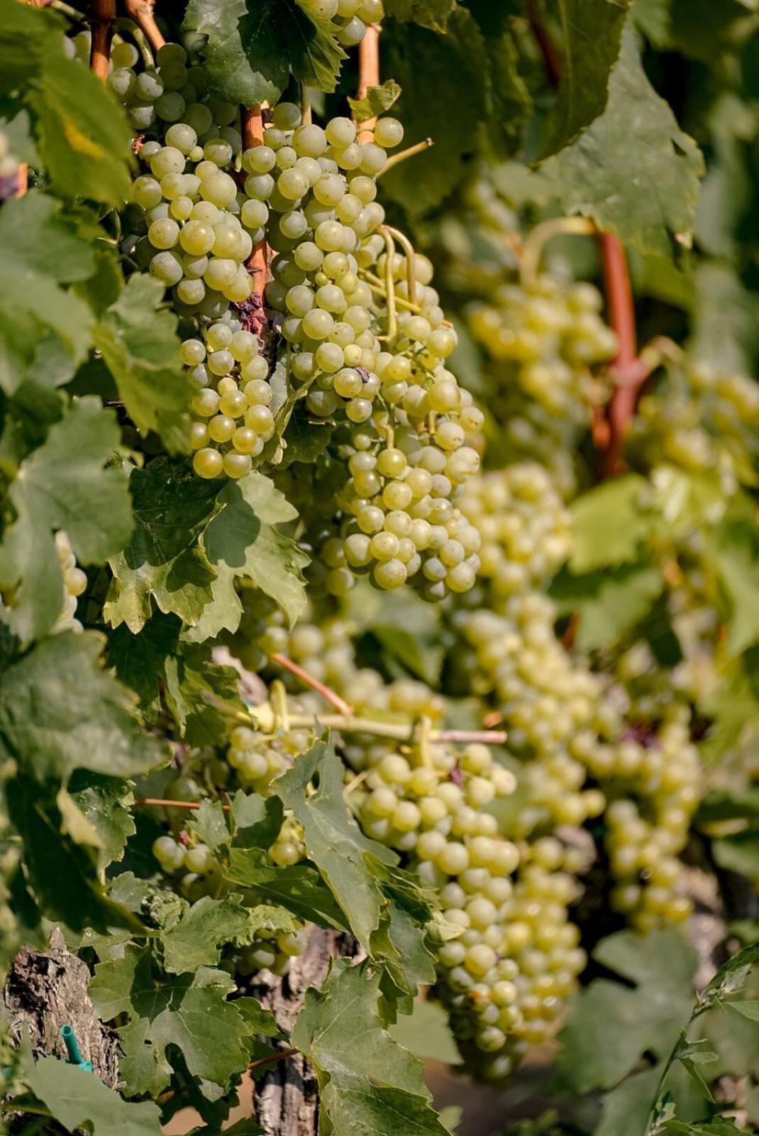 Wine Residence Cattunar Brtonigla Kültér fotó